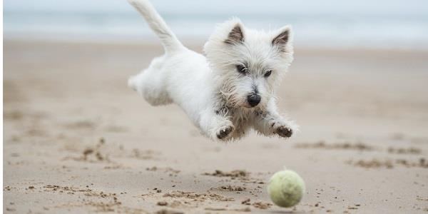 Burnham Market Dog Show and May Day Celebrations | 25th May 2026