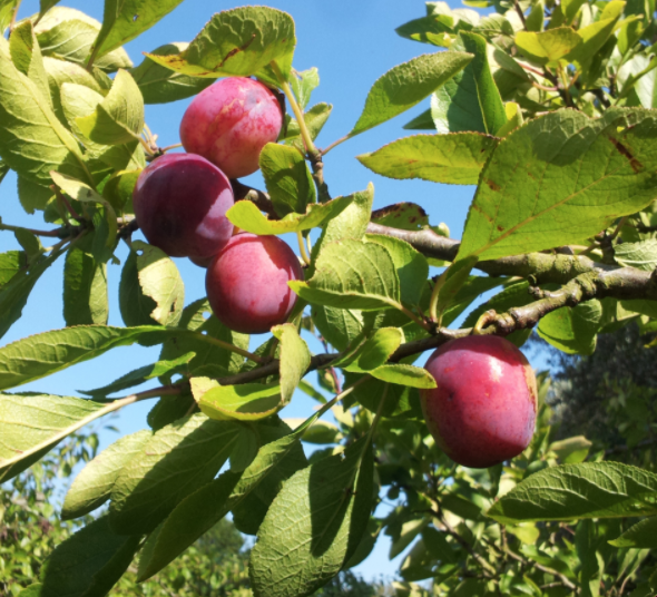 Leith House Orchards | PYO Plums