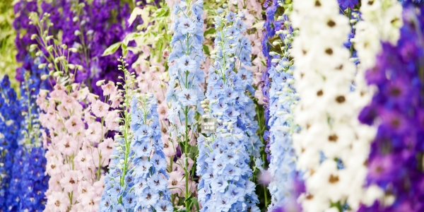 RHS Sandringham Flower Show | 22nd - 26th July 2026